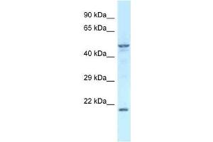 Western Blot showing Zfp113 antibody used at a concentration of 1. (Zfp113 anticorps  (Middle Region))