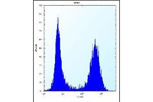 SC Antibody (N-term) 12299a flow cytometric analysis of K562 cells (right histogram) compared to a negative control cell (left histogram). (SREBF chaperone anticorps  (N-Term))