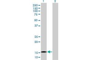Western Blot analysis of TTC32 expression in transfected 293T cell line by TTC32 MaxPab polyclonal antibody. (TTC32 anticorps  (AA 1-151))