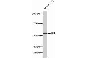 Western blot analysis of extracts of Mouse lung, using KLF4 Rabbit mAb (ABIN7268157) at 1:1000 dilution.