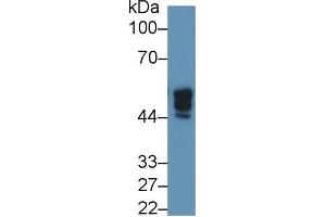 N-Acetylgalactosaminidase, alpha (NAGA) ELISA Kit