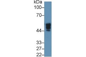 Rabbit Capture antibody from the kit in WB with Positive Control: Human 293T cell lysate. (NAGA Kit ELISA)