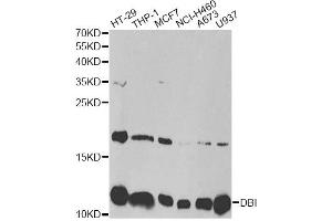 Western blot analysis of extracts of various cell lines, using DBI antibody. (Diazepam Binding Inhibitor anticorps)