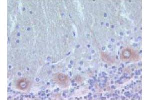 Rat brain zinc-fixed paraffin-embedded tissue