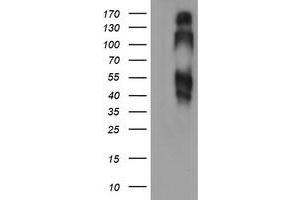 Image no. 2 for anti-B and T Lymphocyte Associated (BTLA) antibody (ABIN1496980) (BTLA anticorps)