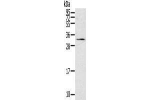 Western Blotting (WB) image for anti-Steroidogenic Acute Regulatory Protein (STAR) antibody (ABIN2430881) (STAR anticorps)