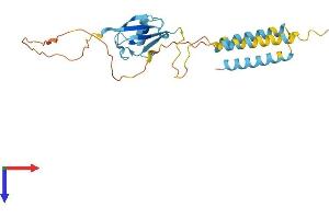 AlphaFold protein structure predicition of Mouse Recombinant Tmub1 Protein, UniprotID Q9JMG3