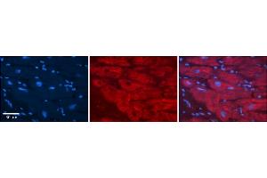 Rabbit Anti-PHB2 Antibody    Formalin Fixed Paraffin Embedded Tissue: Human Adult heart  Observed Staining: Cytoplasmic Primary Antibody Concentration: 1:600 Secondary Antibody: Donkey anti-Rabbit-Cy2/3 Secondary Antibody Concentration: 1:200 Magnification: 20X Exposure Time: 0. (Prohibitin 2 anticorps  (C-Term))