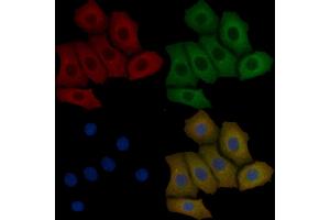 DNALI1 Mouse Monoclonal Antibody staining Hela cells by IF/ICC. (DNALI1 anticorps)