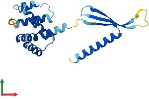 AlphaFold protein structure predicition of Mouse Recombinant Commd1 Protein, UniprotID Q8K4M5