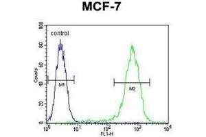 Flow cytometric analysis of MCF-7 cells using LYSMD4 Antibody (N-term) Cat. (LYSMD4 anticorps  (N-Term))