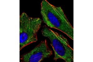 Immunofluorescent analysis of 4 % paraformaldehyde-fixed, 0.