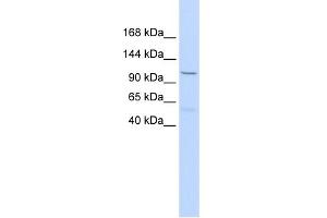 WB Suggested Anti-PCDH8 Antibody Titration:  0. (Protocadherin 8 anticorps  (Middle Region))