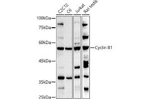 Western blot analysis of extracts of various cell lines, using Cyclin B1 antibody (ABIN3022806, ABIN3022807, ABIN3022808 and ABIN6219237) at 1:500 dilution.