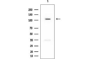 Western blot analysis of lysates from PC12 cells, using DBC1 Mouse Monoclonal Antibody at 1/1000 dilution.