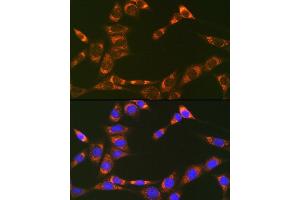 Immunofluorescence analysis of NIH-3T3 cells using Prohibitin 2 (Prohibitin 2 (PHB2)) Rabbit mAb (ABIN7269545) at dilution of 1:100 (40x lens). (Prohibitin 2 anticorps)
