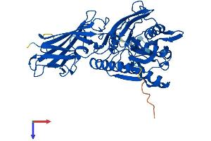 AlphaFold protein structure predicition of Mouse Recombinant Acot6 Protein, UniprotID Q32Q92
