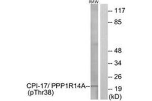 Western Blotting (WB) image for anti-Protein Phosphatase 1, Regulatory (Inhibitor) Subunit 14A (PPP1R14A) (pThr38) antibody (ABIN2888390) (CPI-17 anticorps  (pThr38))