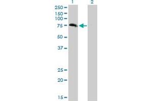 Western Blot analysis of ZBED1 expression in transfected 293T cell line by ZBED1 monoclonal antibody (M01), clone 5G1.