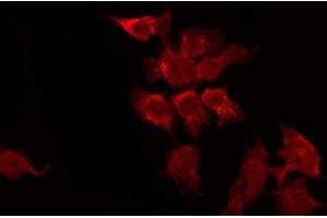 ABIN6275833 staining K562 by IF/ICC. (BAG4 anticorps  (Internal Region))