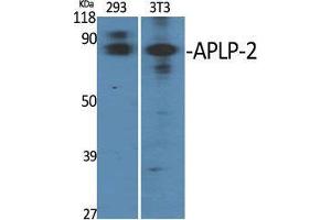 Western Blot (WB) analysis of specific cells using APLP-2 Polyclonal Antibody. (APLP2 anticorps  (Internal Region))