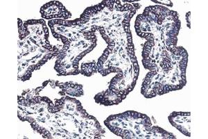 Formalin-fixed, paraffin-embedded tissue section of mouse thyroid stained with anti-c-erbB-3, clone RTJ.