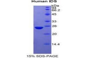 SDS-PAGE analysis of Human Iduronate-2-Sulfatase Protein. (IDS Protéine)
