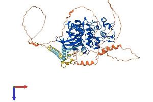 AlphaFold protein structure predicition of Mouse Recombinant Srpk1 Protein, UniprotID O70551