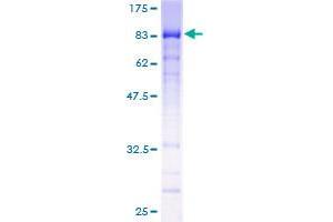 Image no. 1 for Histone H4 Transcription Factor (HINFP) (AA 1-517) protein (GST tag) (ABIN1310962)