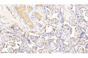 Detection of HB in Human Placenta Tissue using Polyclonal Antibody to Hemoglobin (HB) (Hemoglobin anticorps)