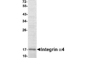 Western Blotting (WB) image for Integrin alpha 4 (ITGA4) (AA 131-275) protein (His tag) (ABIN2468725) (ITGA4 Protein (AA 131-275) (His tag))