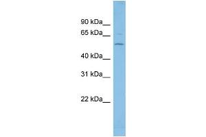 WB Suggested Anti-FGR Antibody Titration: 0.