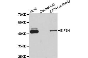 Immunoprecipitation analysis of 200ug extracts of Jurkat cells using 1ug EIF3H antibody. (EIF3H anticorps)
