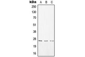 Western blot analysis of CD8a expression in A549 (A), Raw264. (CD8 alpha anticorps  (Center))
