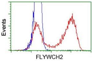 HEK293T cells transfected with either RC204275 overexpress plasmid (Red) or empty vector control plasmid (Blue) were immunostained by anti-FLYWCH2 antibody (ABIN2454458), and then analyzed by flow cytometry. (FLYWCH2 anticorps)