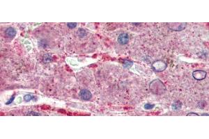 Rabbit Anti-GPSM2 Antibody  arp51303 Paraffin Embedded Tissue: Human Liver Antibody Concentration: 5 ug/ml