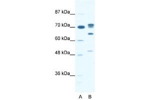 DDX21 antibody used at 0. (DDX21 anticorps)