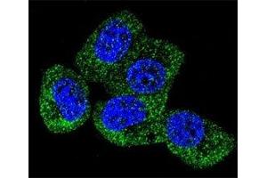 anti-tau Protein (AA 677-707) antibody
