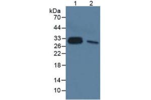 Mouse Detection antibody from the kit in WB with Positive Control:  Sample Sample: Lane1: Human Lung Tissue; Lane2: Rat Liver Tissue. (IL-33 Kit ELISA)