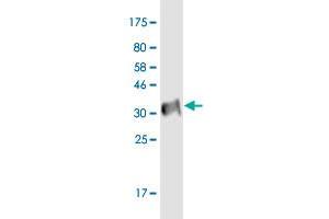Western Blot detection against Immunogen (34.