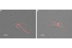 Expression of GABRA3 in rat insulinoma cell line - Cell surface detection of GABRA3 in intact living rat RIN-m cells using Anti-GABA(A) α3 Receptor (extracellular) Antibody (ABIN7043187, ABIN7044299 and ABIN7044300), (1:50) followed by goat anti-rabbit-AlexaFluor-550 secondary antibody.