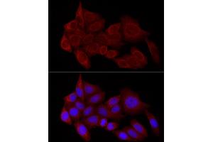 Immunofluorescence analysis of HeLa cells using STX17 Rabbit pAb (ABIN7270682) at dilution of 1:100 (40x lens). (Syntaxin 17 anticorps  (AA 1-130))
