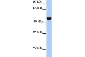 WB Suggested Anti-RTN4 Antibody Titration:  0. (Reticulon 4 anticorps  (Middle Region))