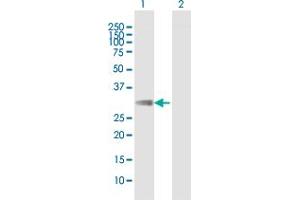 Western Blot analysis of FCAR expression in transfected 293T cell line by FCAR MaxPab polyclonal antibody.