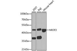 Western blot analysis of extracts of various cell lines, using NR2E3 antibody (ABIN1882361) at 1:1000 dilution. (NR2E3 anticorps)