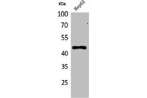 Western Blot analysis of HepG2 cells using HoxD3 Polyclonal Antibody (HOXD3 anticorps  (Internal Region))