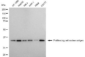 Western blotting analysis using Proliferating cell nuclear antigen antibody (ABIN7799915). (PCNA anticorps)