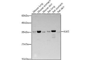 Western blot analysis of extracts of various cell lines, using KLK5 antibody (ABIN3017128, ABIN3017129, ABIN3017130, ABIN1680614 and ABIN6219971) at 1:500 dilution. (Kallikrein 5 anticorps)