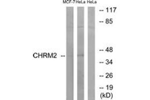 Western blot analysis of extracts from HeLa/MCF-7 cells, using CHRM2 Antibody. (Muscarinic Acetylcholine Receptor M2 anticorps  (AA 185-234))