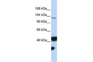 MLH3 antibody used at 1 ug/ml to detect target protein. (MLH3 anticorps)